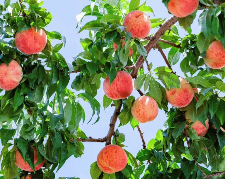 Peaches